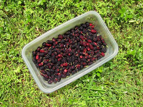 Mulberries