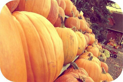 Picture Fall Day 28: The Great Pumpkin