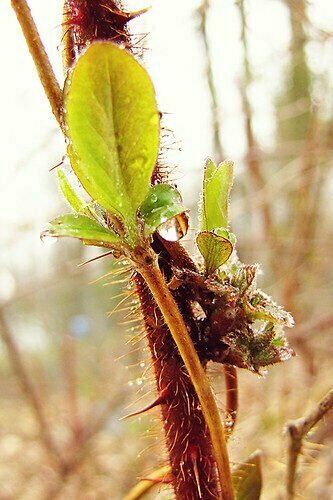 Spring day 8 - The sparkle of spring