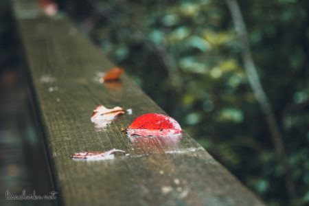 Great Swamp Wildlife Refuge red leaf on the railing