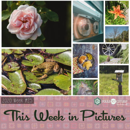 This Week in Pictures, Week 25, 2020