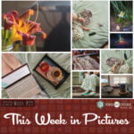 This Week in Pictures, Week 28, 2020