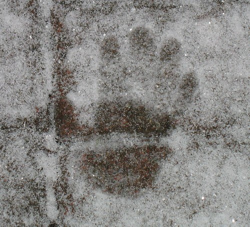 Little hand in the snow