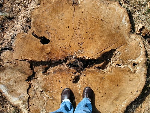 Now *that* is a tree stump