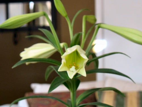 Easter lilies