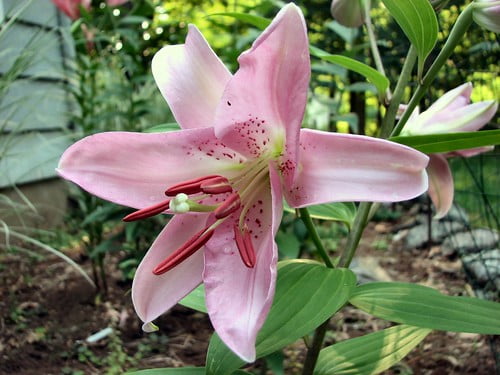 New lilies blooming