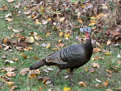 Turkey in the back yard