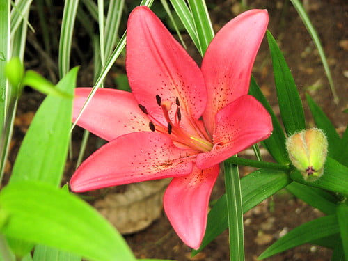 First lily of the season