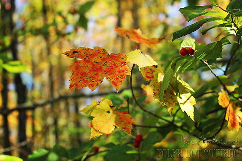 Pretty leaves