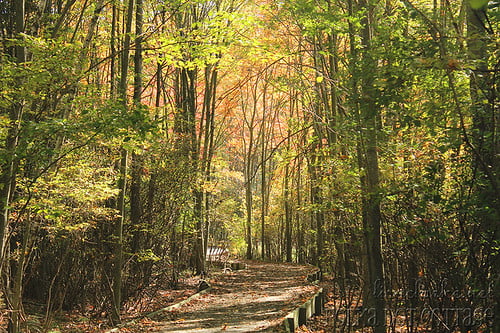 Wooded path