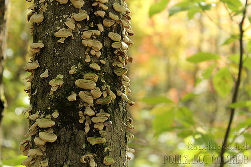 Fungus