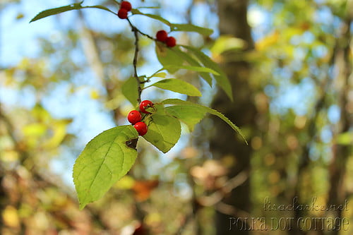 Berries