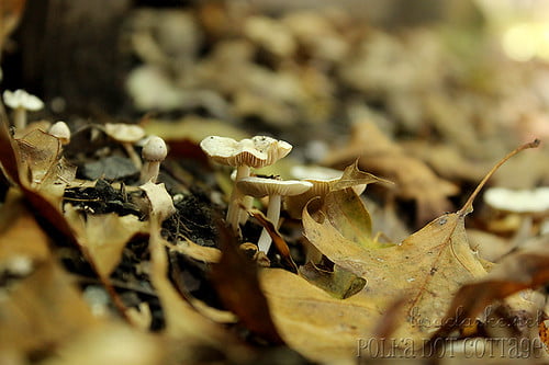 At mushroom level