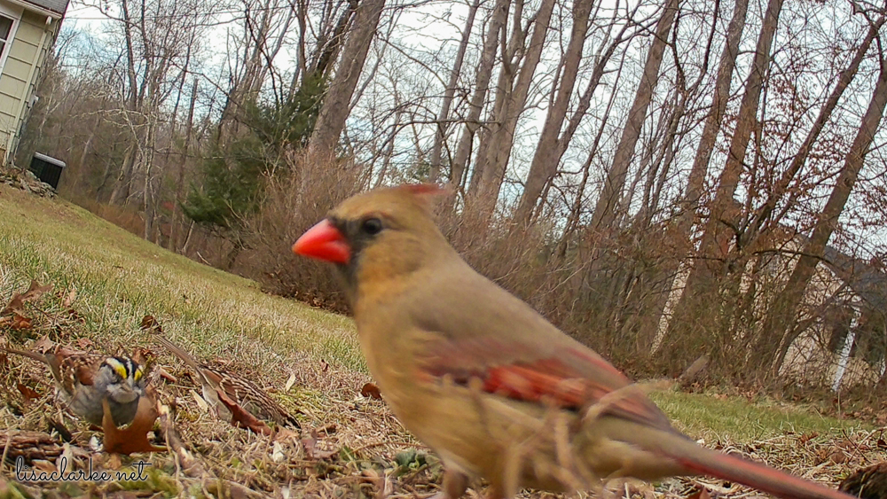 Trailcam female cardinal and white throated sparrow