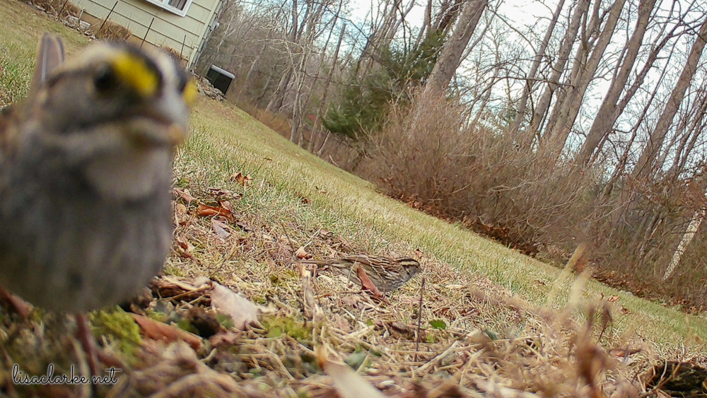 Trailcam white throated sparrow