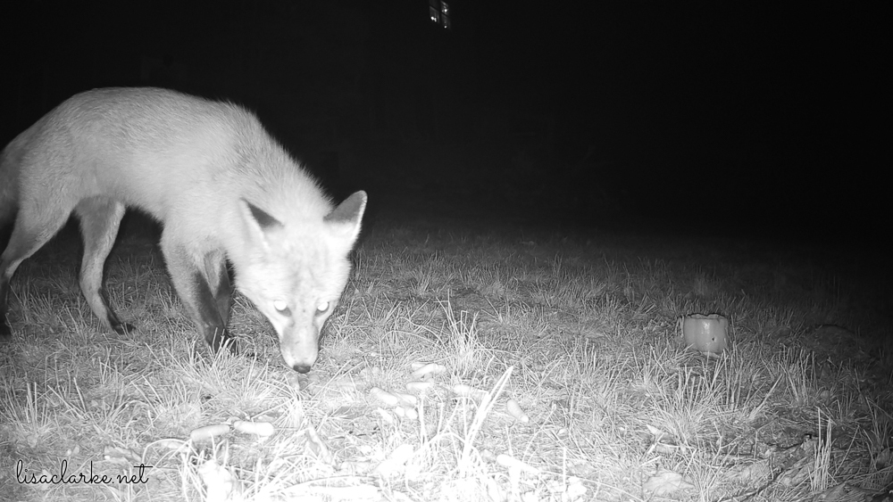 Trailcam fox
