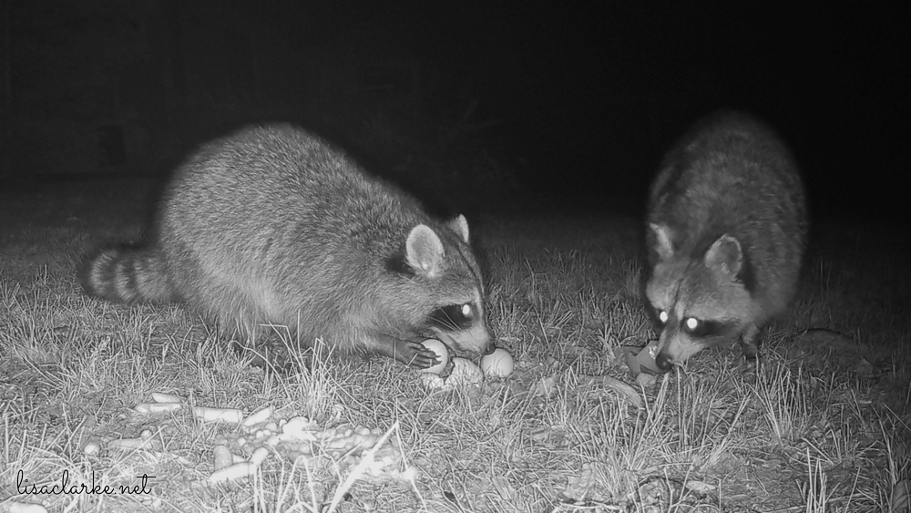 Trailcam raccoons
