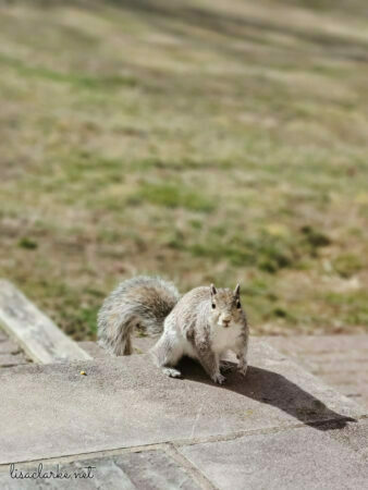 My squirrel friend approaching on the front steps