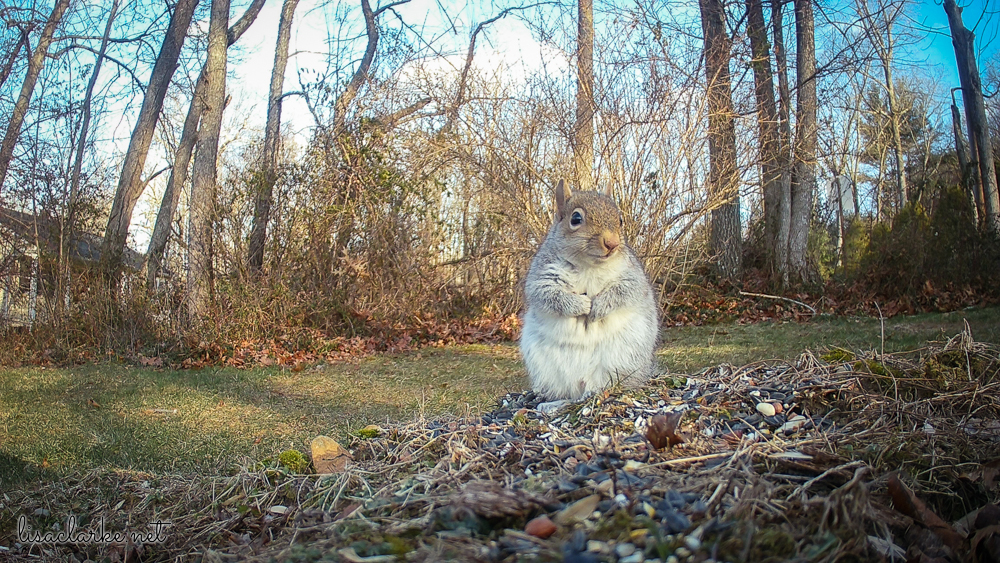 Trailcam squirrel