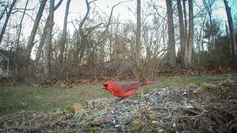 Trailcam male cardinal