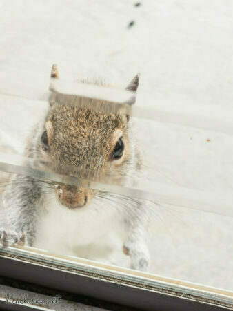 My squirrel friend tapping on the front door