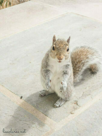 My squirrel friend on the front steps standing next to a tiny poop he left for me