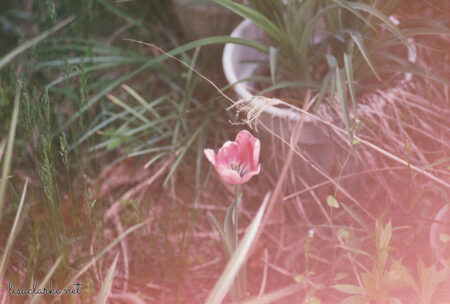 Taken with a Minolta SR-T 102 on expired Fujifilm Superia X-TRA 400