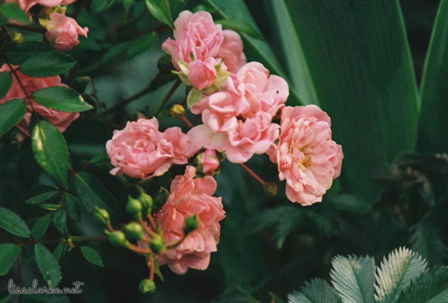 13_film230613-31_blog