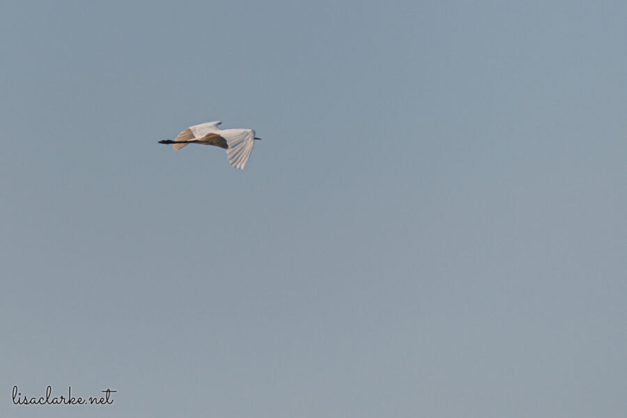 Canon EOS 80D w/ 55-250mm lens