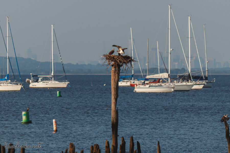 Canon EOS 80D w/ 55-250mm lens