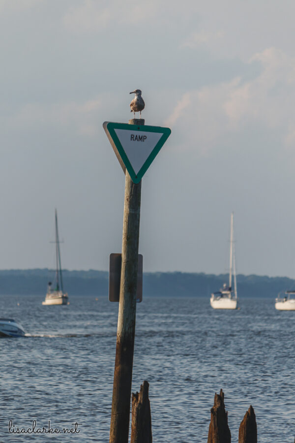 Canon EOS 80D w/ 55-250mm lens