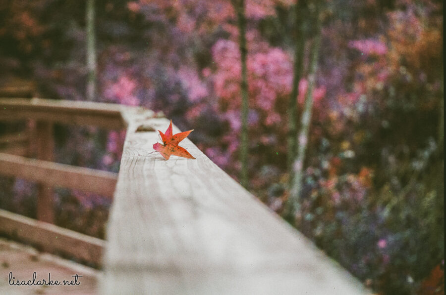 06_film231006-15_blog